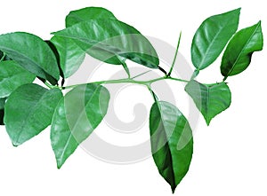 Branch with leaves and sharp thorns isolated on a white background