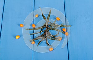 Branch with leaves and some berries of sea buckthorn closeup on