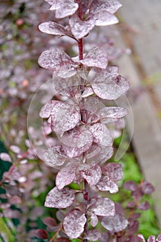 A branch with leaves of Thunberg purple barberry Berberis thunbergii DC., affected by powdery mildew