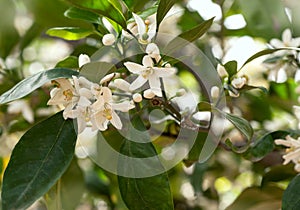 Branch with leaves and white lemon flowers