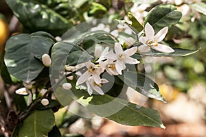 Branch with leaves and white lemon flowers