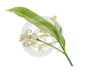 Branch of a lemon tree with flowers Isolated on white background