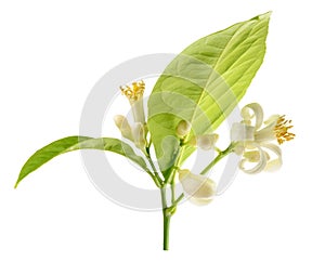 Branch of a lemon tree with flowers Isolated on white background