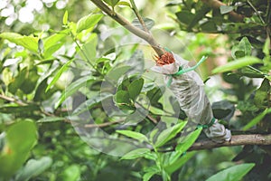 The branch of the lemon tree. Lemon tree