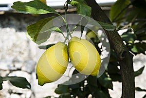 Branch lemons