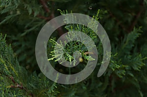 A branch of a Leyland Cypress close up.