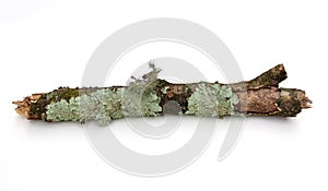 Branch with Lichen