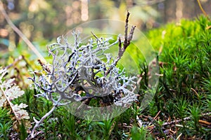 Branch with lichen on the ground