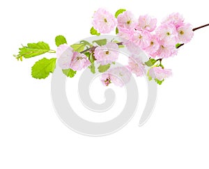 Branch with light pink flowers isolated on a white background. Prunus Triloba   Flowering Plum, Flowering Almond