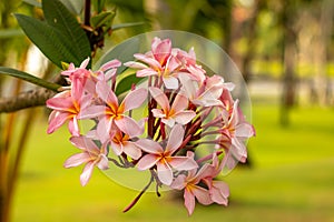 Branch of light pink Frangipani flowers. Blossom Plumeria flowers on green blurred background. Flower background for decoration