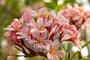 Branch of light pink Frangipani flowers. Blossom Plumeria flowers on green blurred background. Flower background for decoration