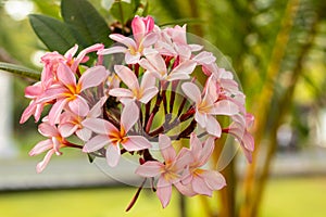 Branch of light pink Frangipani flowers. Blossom Plumeria flowers on green blurred background. Flower background for decoration