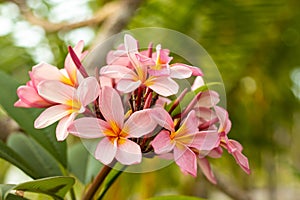 Branch of light pink Frangipani flowers. Blossom Plumeria flowers on green blurred background. Flower background for decoration