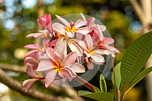Branch of light pink Frangipani flowers. Blossom Plumeria flowers on natural blurred background. Flower background for decoration