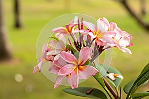 Branch of light pink Frangipani flowers. Blossom Plumeria flowers on natural blurred background. Flower background for decoration