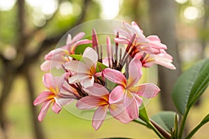Branch of light pink Frangipani flowers. Blossom Plumeria flowers on natural blurred background. Flower background for decoration