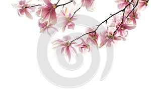 Branch with light pink Magnolia flowers isolated on white background