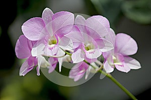 Branch of light pink orchid flowers, soft background