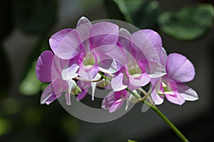 Branch of light pink orchid flowers, soft background