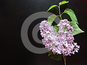 Branch of lilac on black background