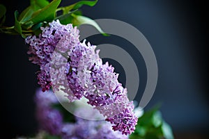 Branch of lilac