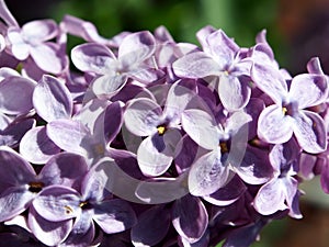 Branch of lilac on a Bush close-up, you can see the structure of the flower