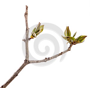 Branch of lilac bush with young green leaves. isolated on white