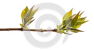 Branch of lilac bush with young green leaves. isolated on white