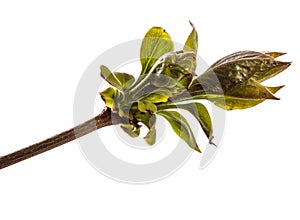 Branch of lilac bush with young green leaves. isolated on white