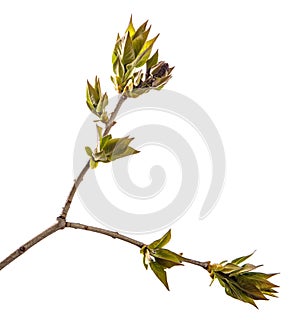 Branch of lilac bush with young green leaves. isolated on white