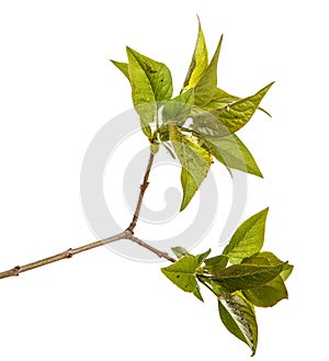 A branch of a lilac bush with young green leaves. Isolated on white