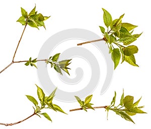 A branch of a lilac bush with young green leaves. Isolated on white. Set