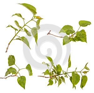 A branch of a lilac bush with young green leaves. Isolated on white. Set