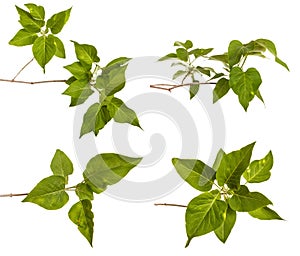 A branch of a lilac bush with young green leaves. Isolated on white. Set