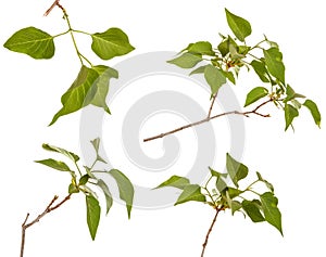 A branch of a lilac bush with young green leaves. Isolated on white. Set