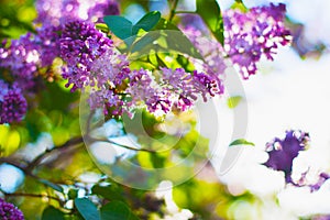 Branch of lilac flowers