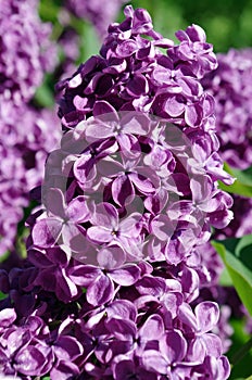 Branch of lilac flowers on floral background