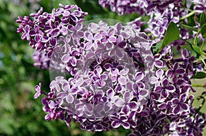 Branch of lilac flowers on floral background closeup