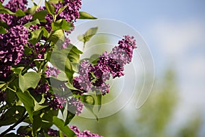 Branch of lilac flowers with green leaves, floral natural green garden background with blue sky