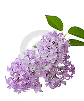 Branch lilac flowers isolated on white background