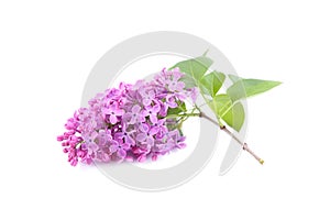 Branch with lilac flowers isolated on white background