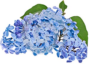 Branch of lilac flowers isolated on a white background with clipping path. For design. In high resolution. Studio photo.