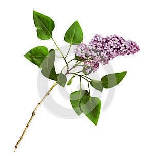 Branch of lilac flowers and leaves