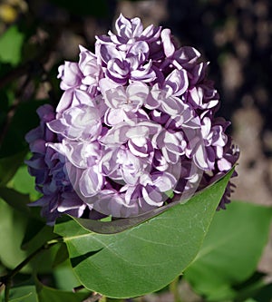 Branch of lilac flowers with the leaves