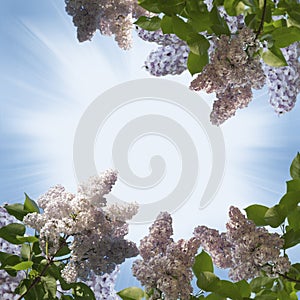 Branch of lilac