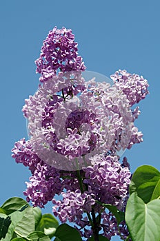 Branch of lilac flowers with the leaves on blue sky background