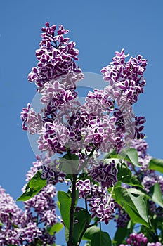 Branch of lilac flowers with the leaves on blue sky background