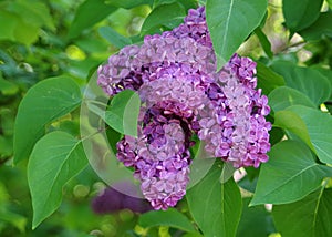 Branch of lilac flowers with the leaves on floral background