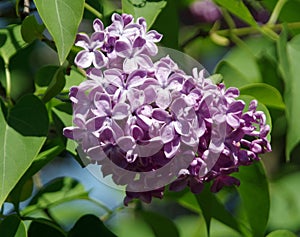 Branch of lilac flowers with the leaves on floral background