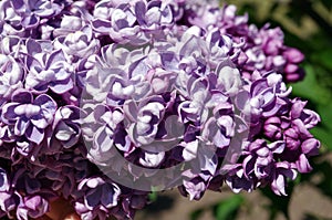 Branch of lilac flowers with the leaves on floral background